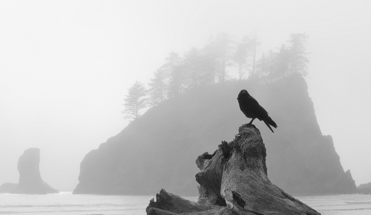 Crow, sea - by Mark Abercrombie