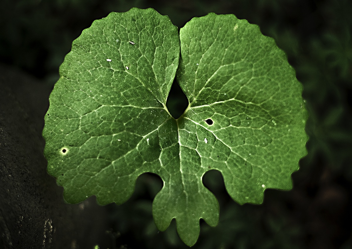 Hepatica leaf