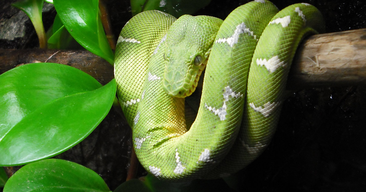 Emerald Tree Boa