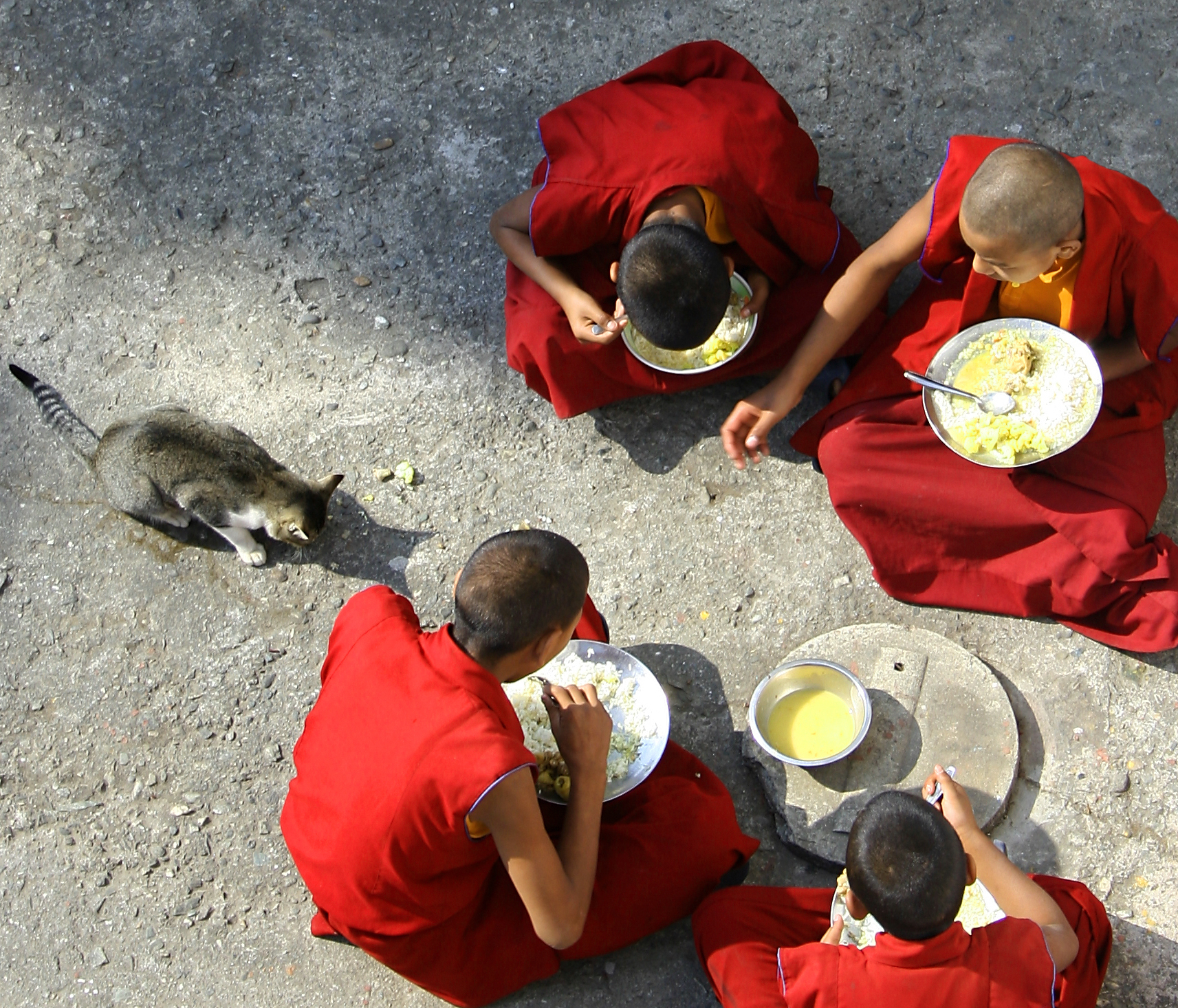 Four young monks sit on the ground and eat lunch and feed scraps to a small cat.