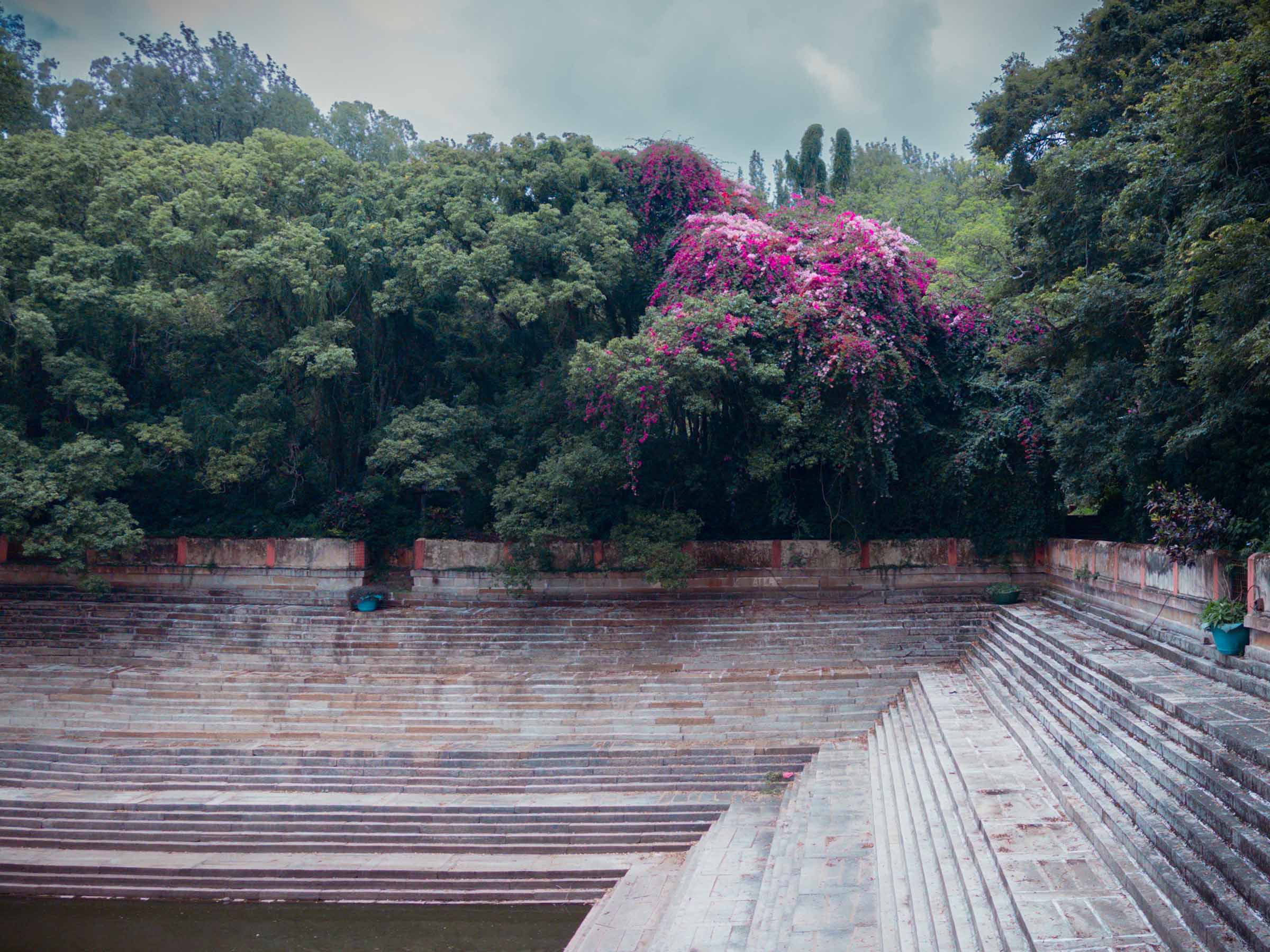 A stepped stone temple tank with bougainvillea cascading over the far wall