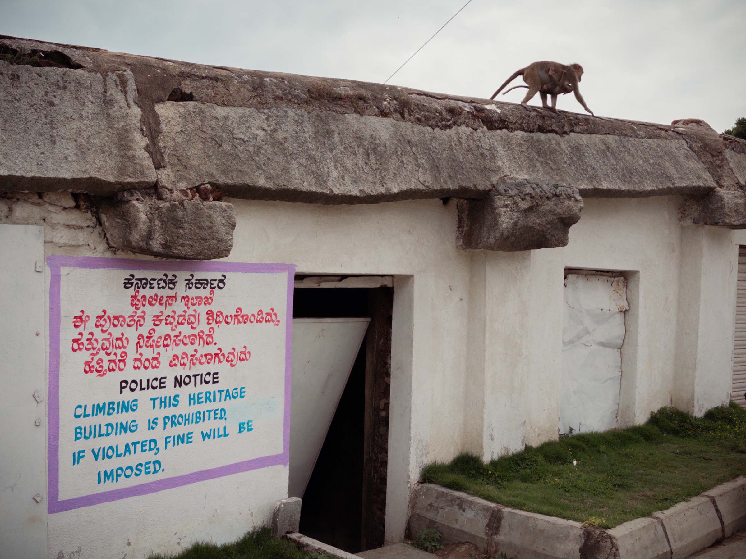 A monkey walking the roof of a whitewashed building, above a police notice forbidding climbing