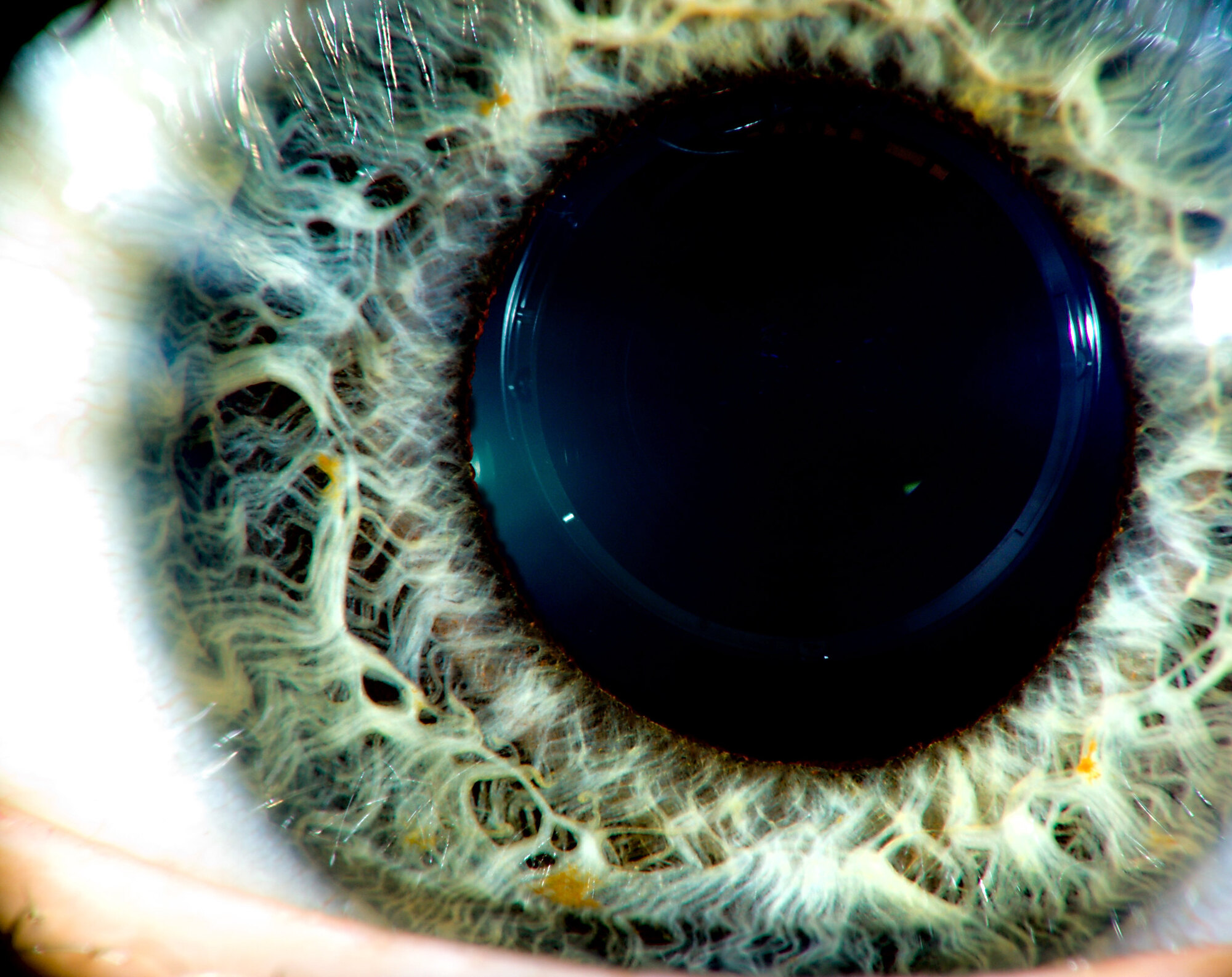 Macro photo of my eye, with the reflection of a lens in the pupil, making it look bionic.