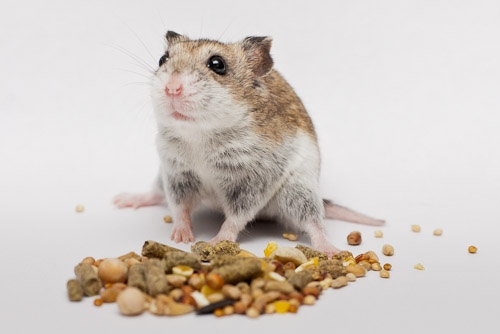 Hamster Food