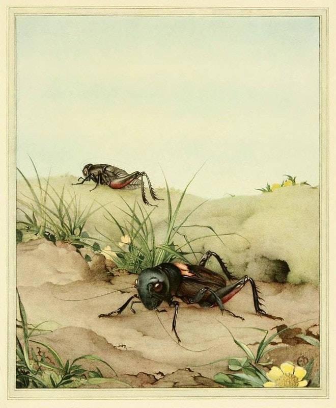 Painting of field crickets, looking rather cute, one is emerging from a burrow