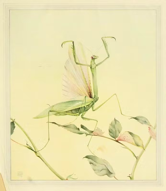 Painting of a praying mantis, wings unfurled and arms raised