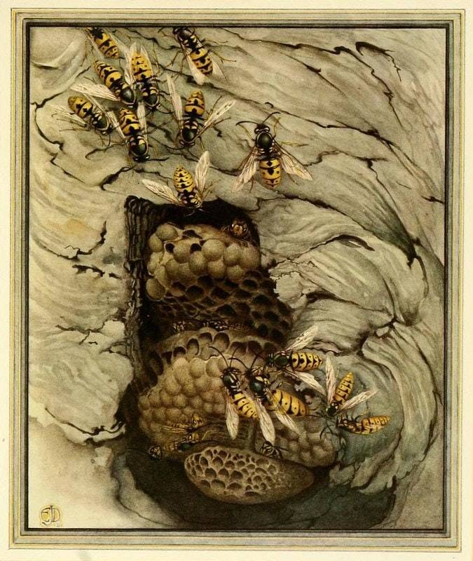 Painting of common wasps on a papery nest, which has been cut away to reveal the brood cells