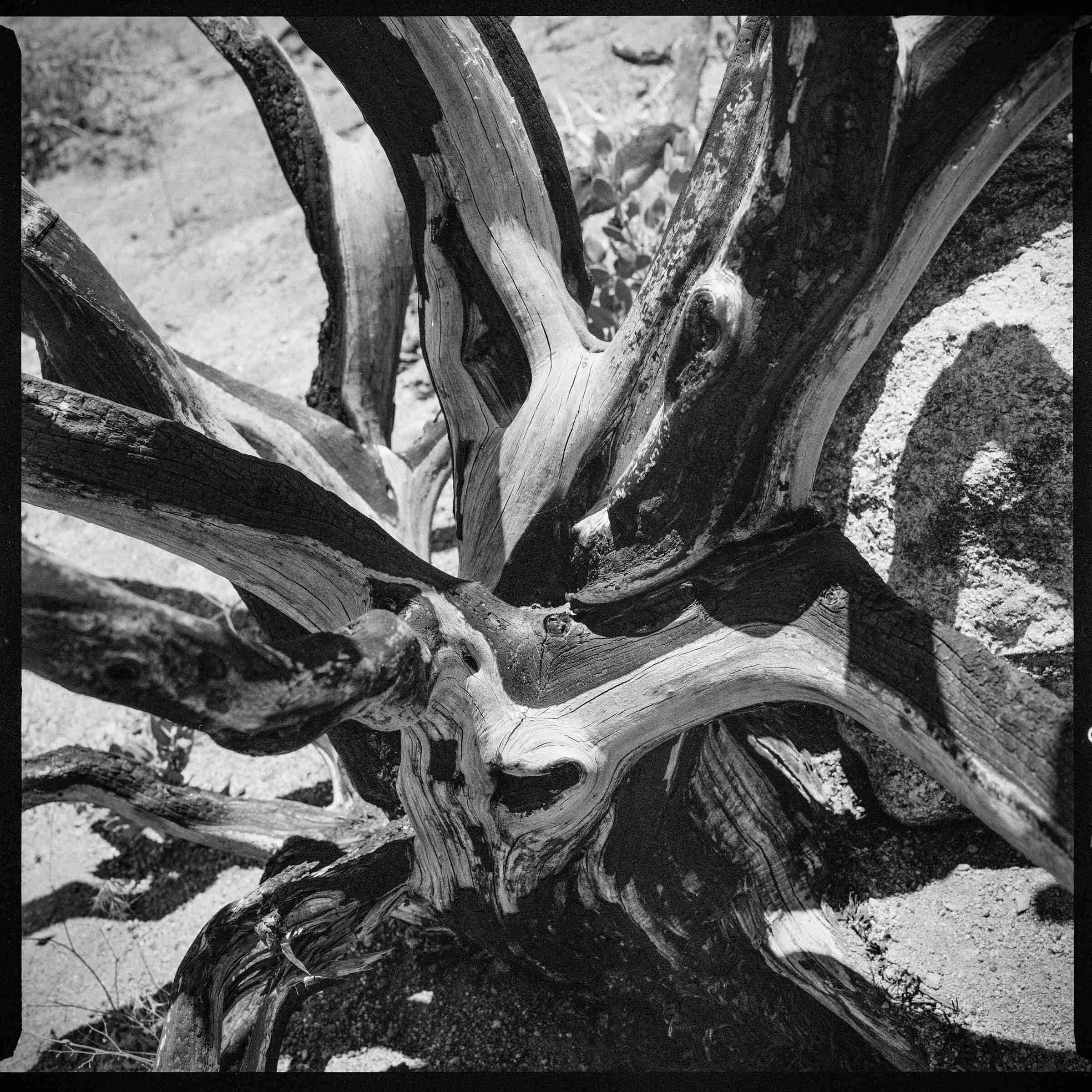 Black and white photo looking down into the burnt, splayed root system of a dead desert tree