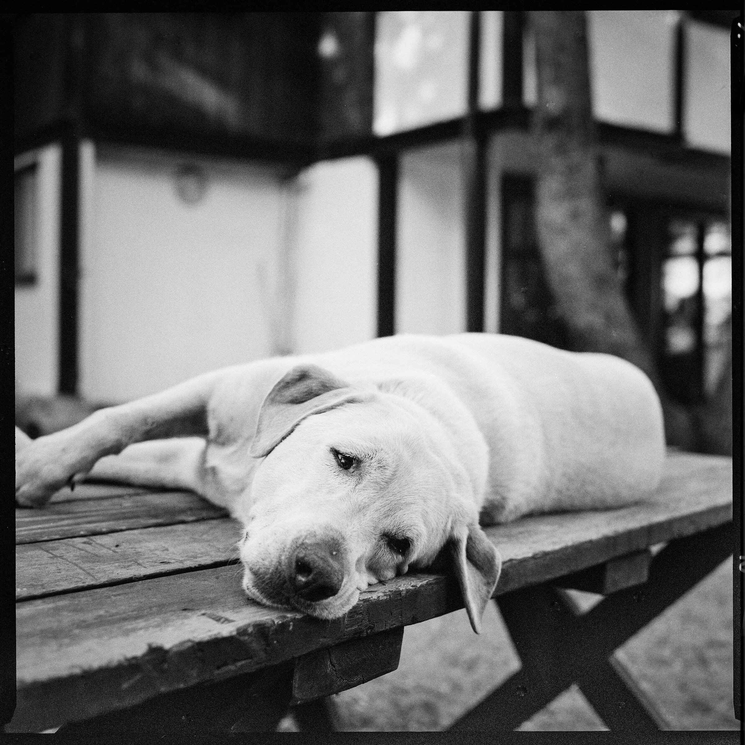 Black and white photo of a white dog lying on a picnic table with its chin on the edge