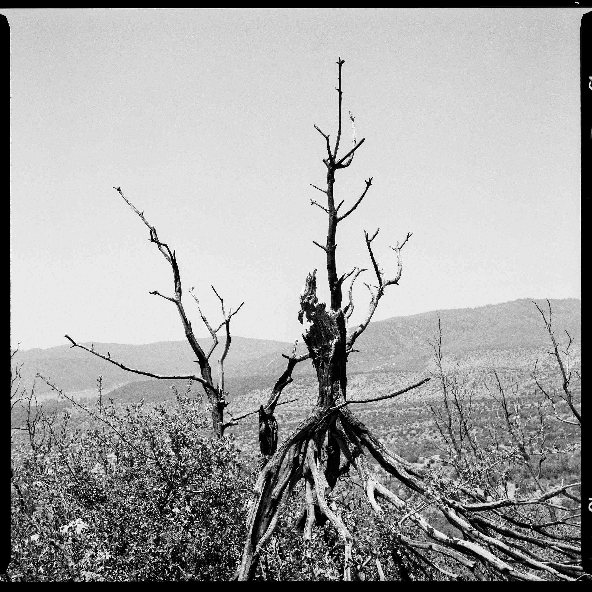 Black and white photo of a dead tree standing above scrub, with desert mountains behind it
