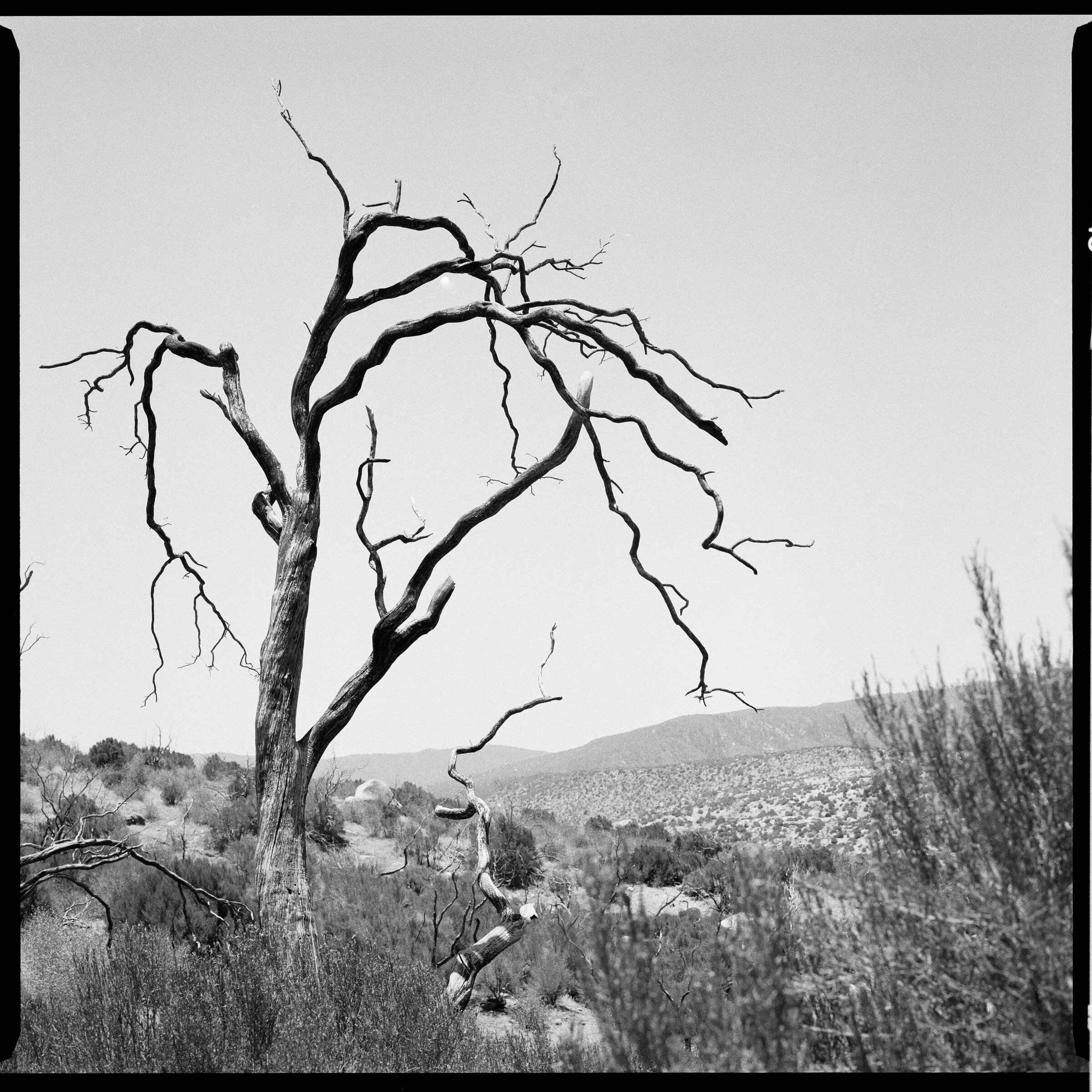 Black and white photo of a tall bare dead tree with spreading branches against a white sky
