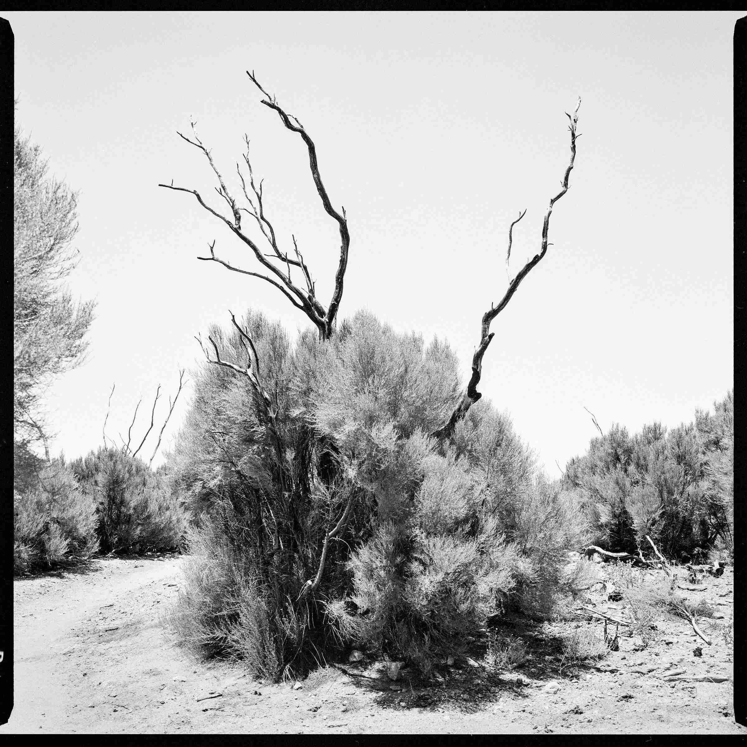 Black and white photo of a dead tree's bare branches rising out of a living desert shrub beside a dirt path