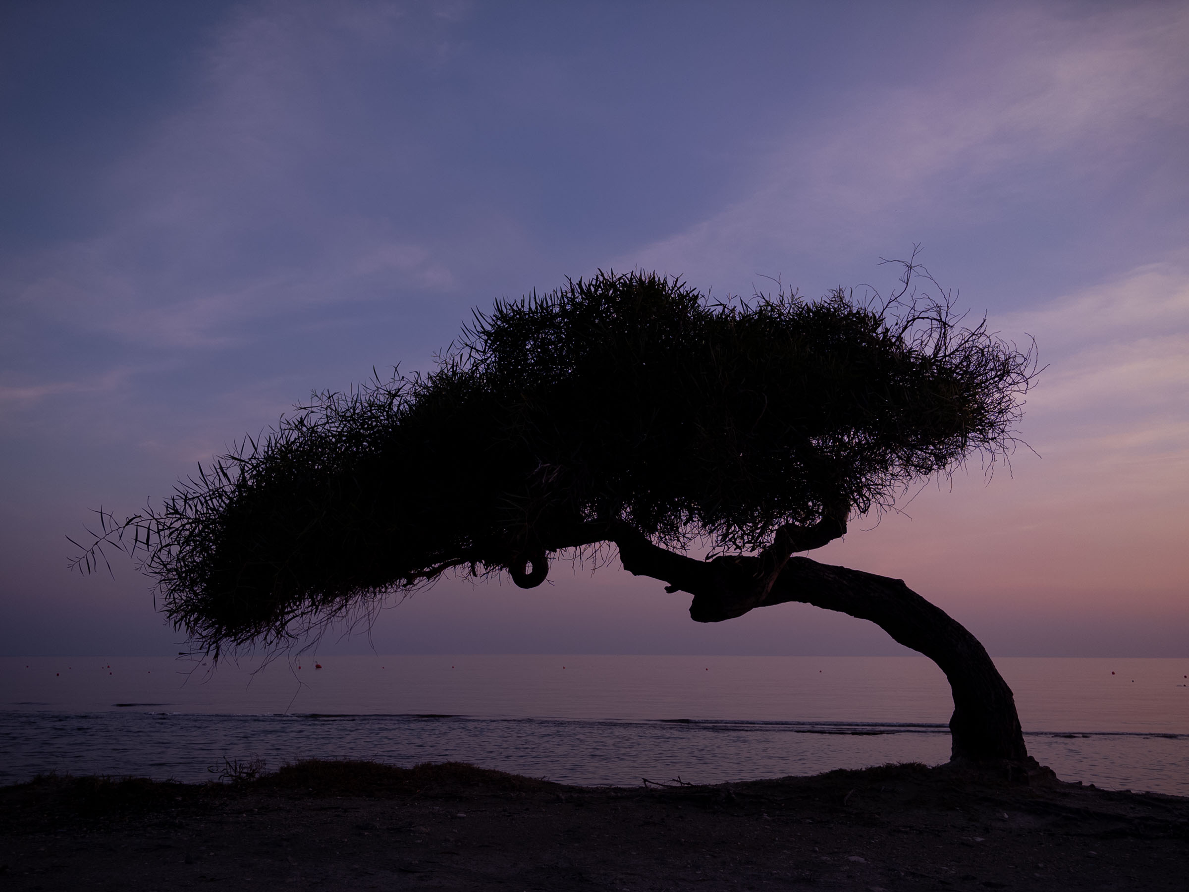 Silhouette of a wind-bent tree on the Cyprus shore at dusk, against a purple sky and calm sea