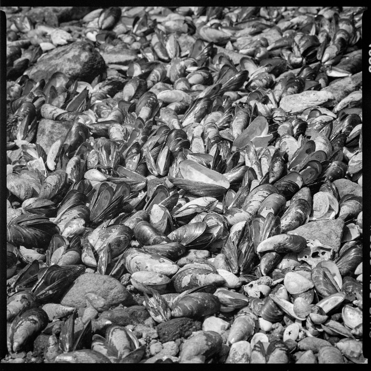 Image description: black and white photograph of clam shells densely piled on the shore