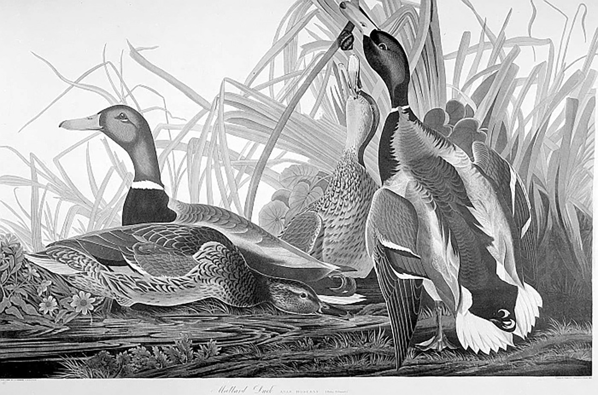 Mallard Ducks - John James Audubon