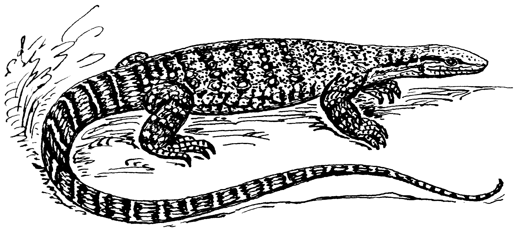 Image description: line drawing of a monitor lizard