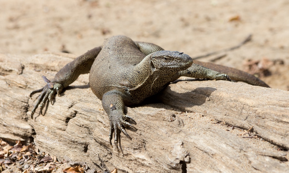 Image Description: color photograph of a monitor lizard basking on a log