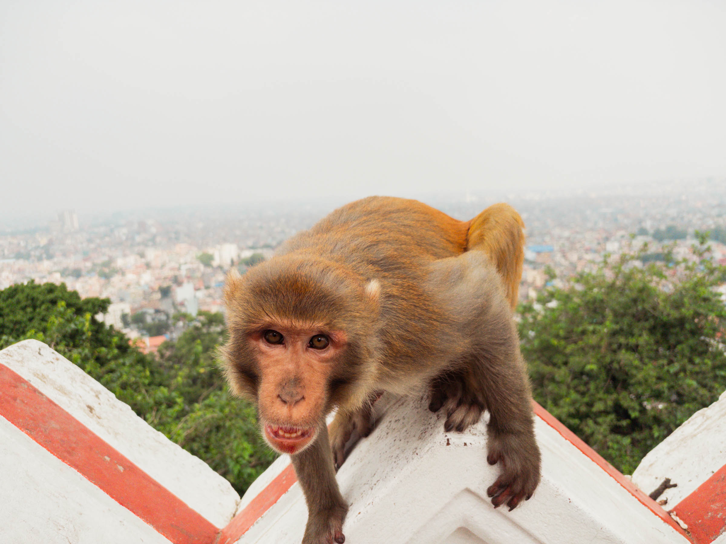 A monkey at Swayambhunath