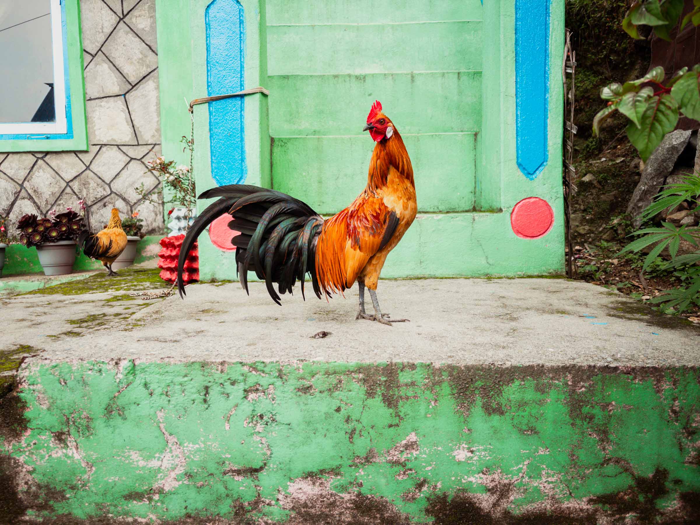 A rooster on the trail