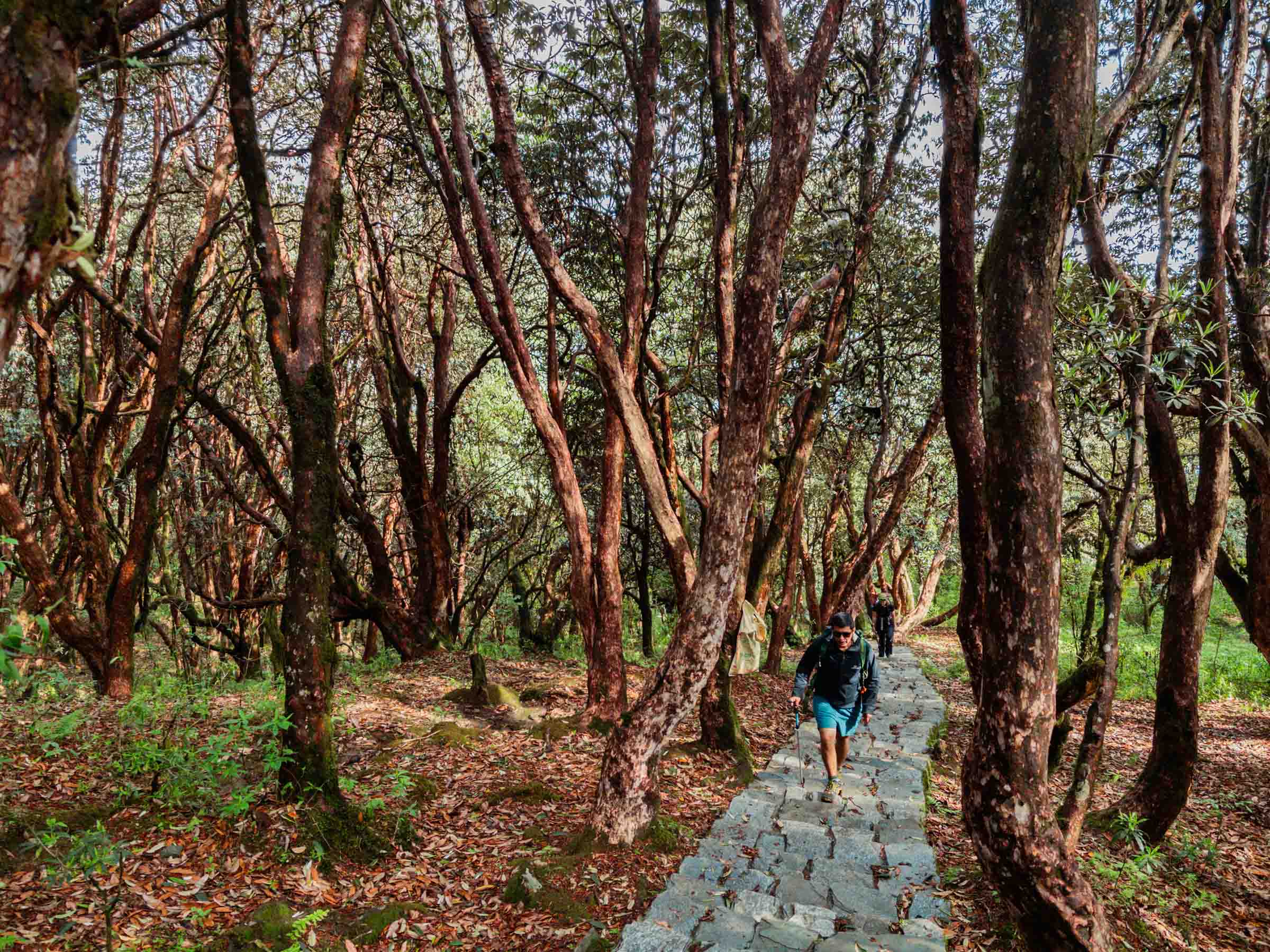 Rhododendron forest