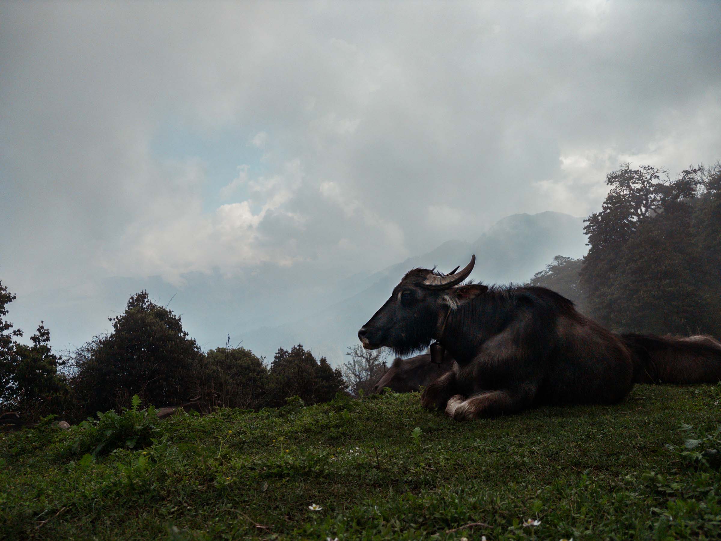 A water buffalo on the trail