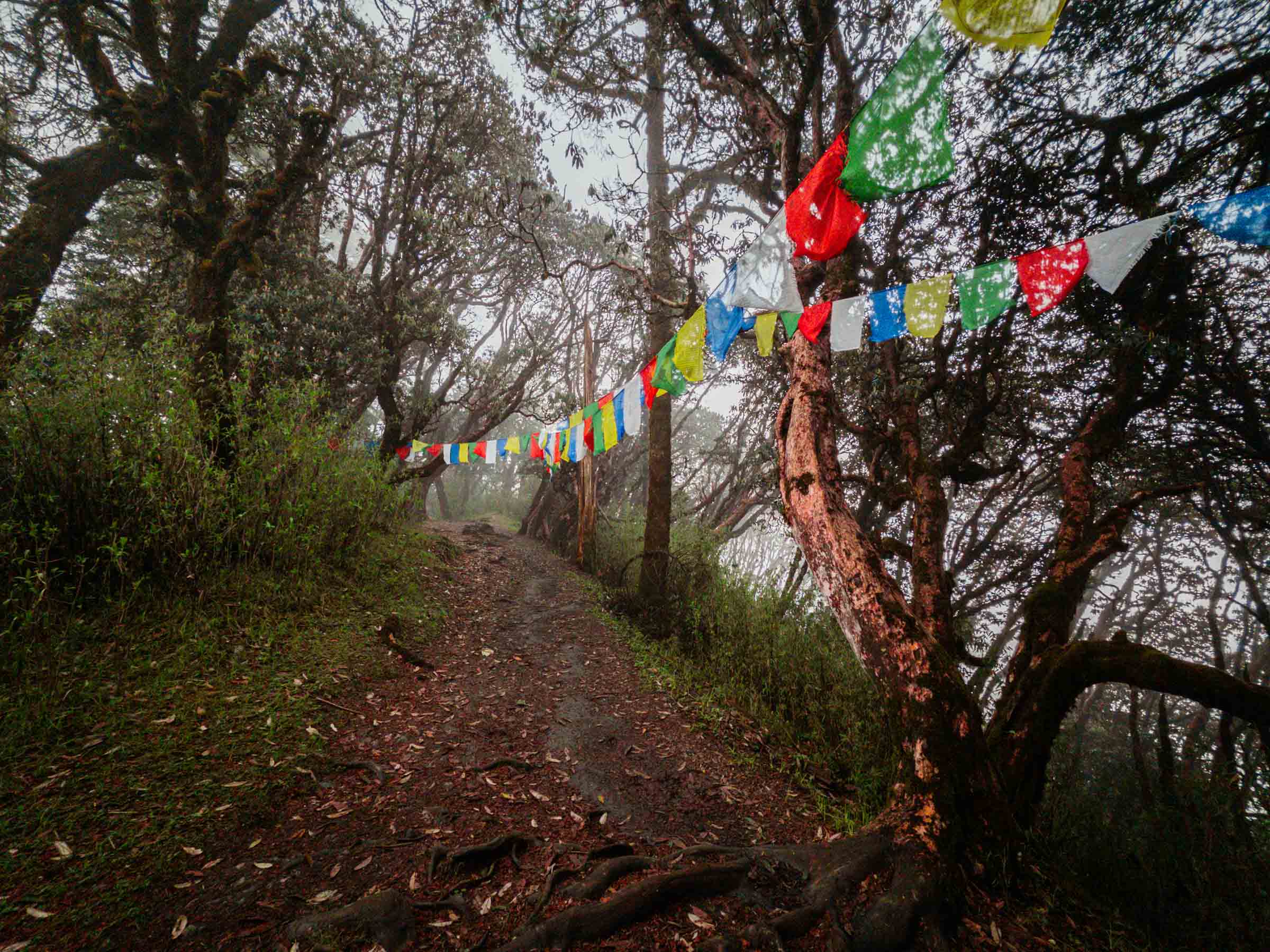 Rhododendron forest