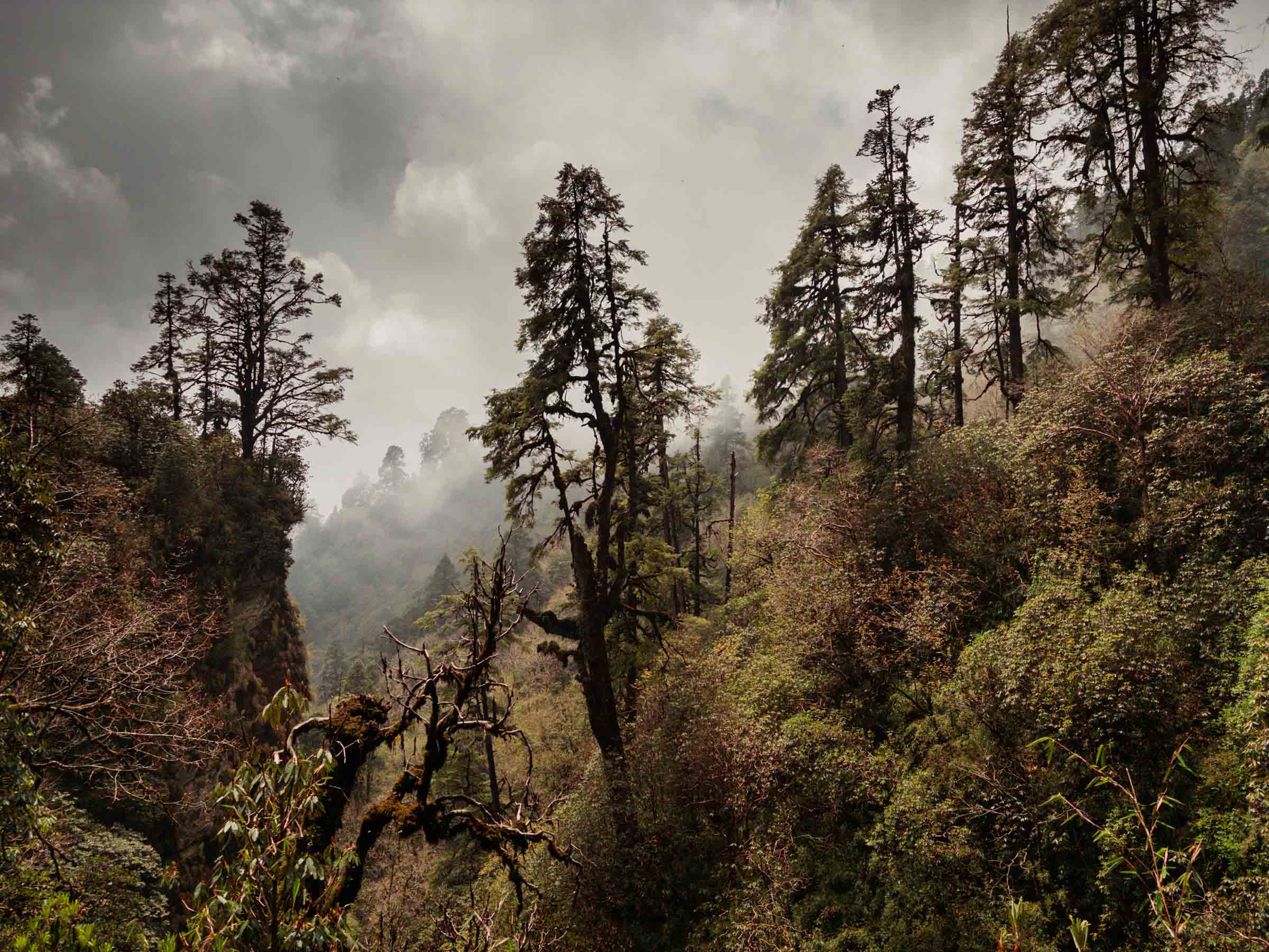 Rhododendron forest