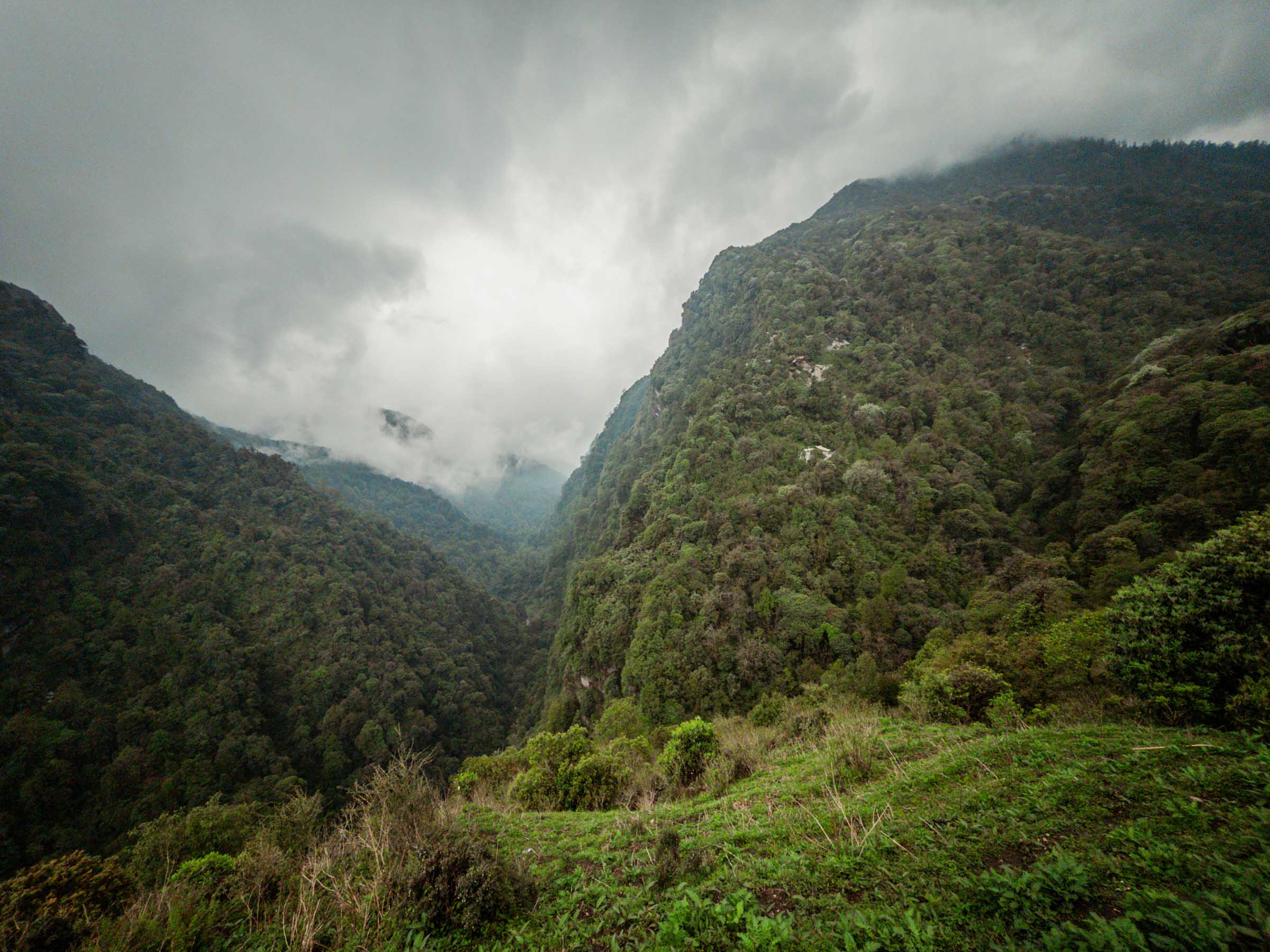Rhododendron forest