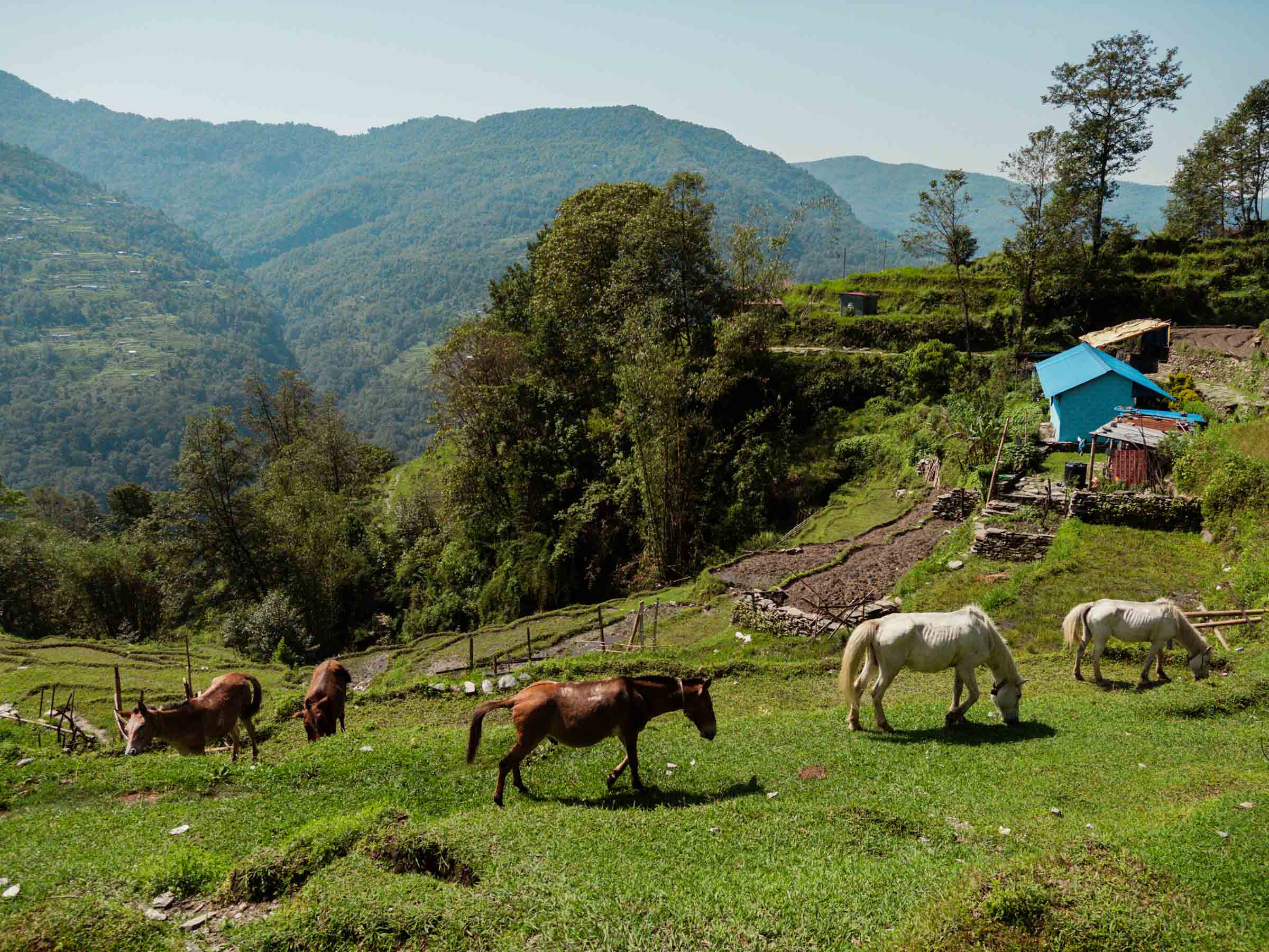 Terraced farmland
