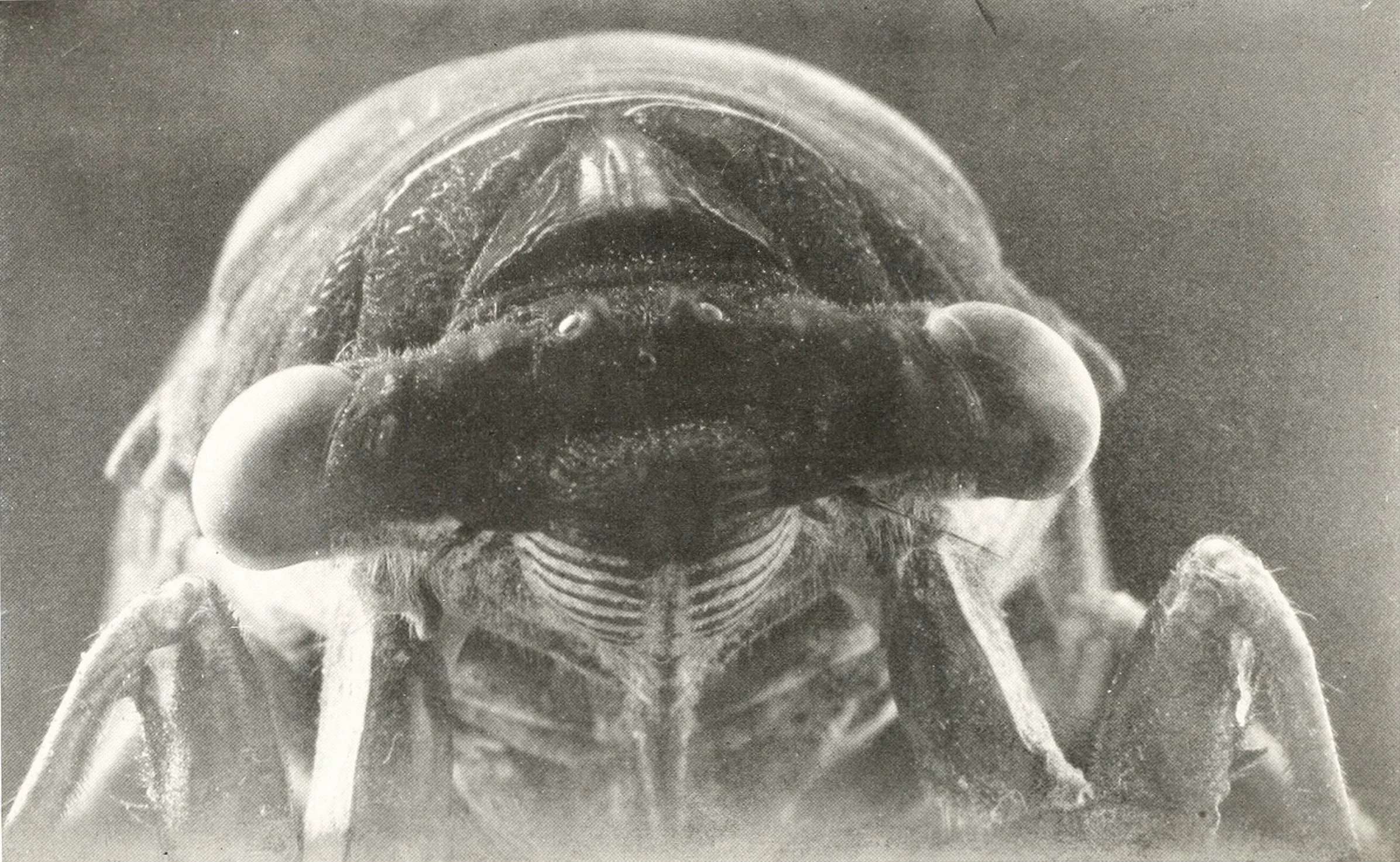 Extreme close-up of a cicada's face, front view, with bulging compound eyes