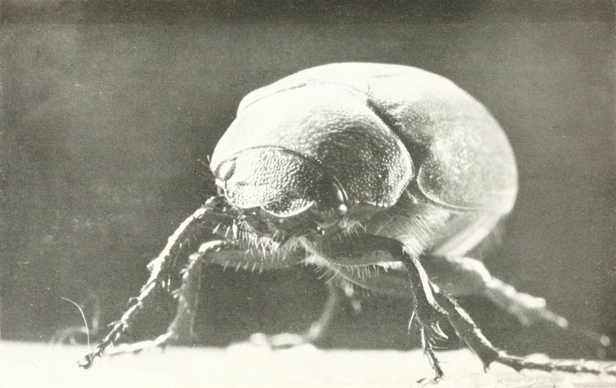 Close-up photograph of a beetle, three-quarters front view, dark and shiny against a soft background