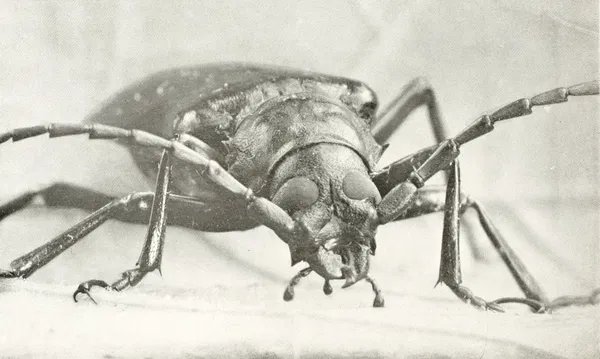 Long-horned beetle, front view, with prominent mandibles and segmented antennae