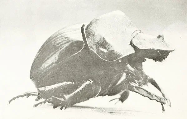 Dung beetle in profile, hunched and walking forward