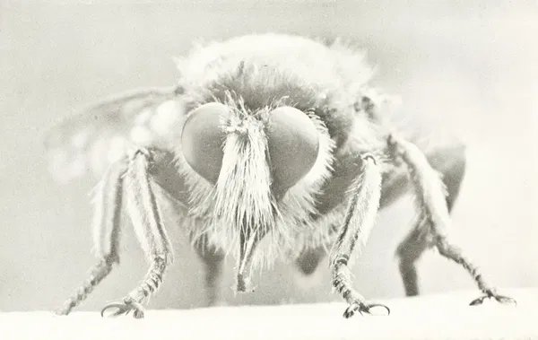 Furry robber fly photographed head-on, with two large compound eyes flanking a heavy beard of bristles