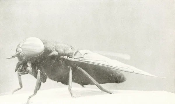 Horse fly in profile, with a single huge round eye dominating the head