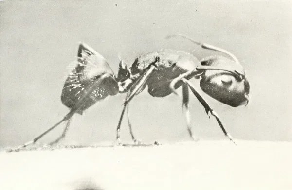 Worker ant in profile, abdomen tucked, mandibles forward