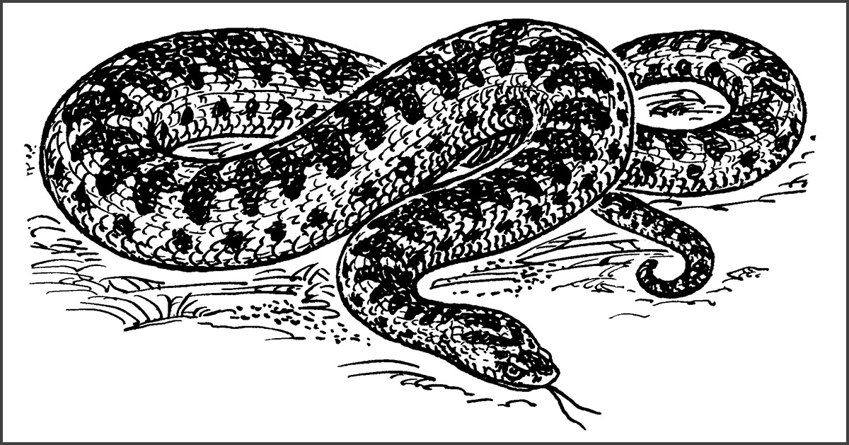 Adder