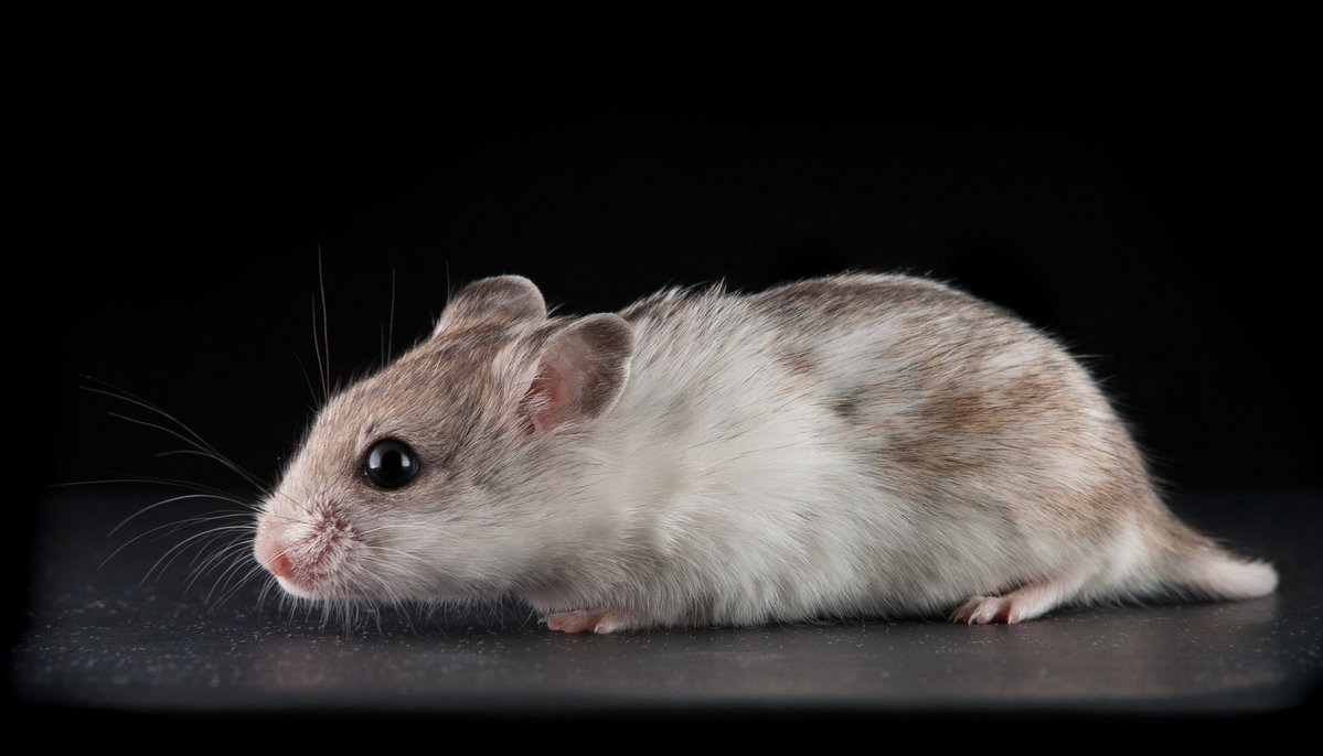 Mae. A pale tan dwarf hamster with a thick white ruff of fur around her neck and back, seen in profile, crouching on a black surface against a black background.