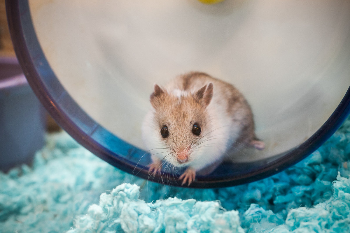 Mae. A dwarf hamster sitting in a plastic wheel in her cage, seeming to stare into the camera.
