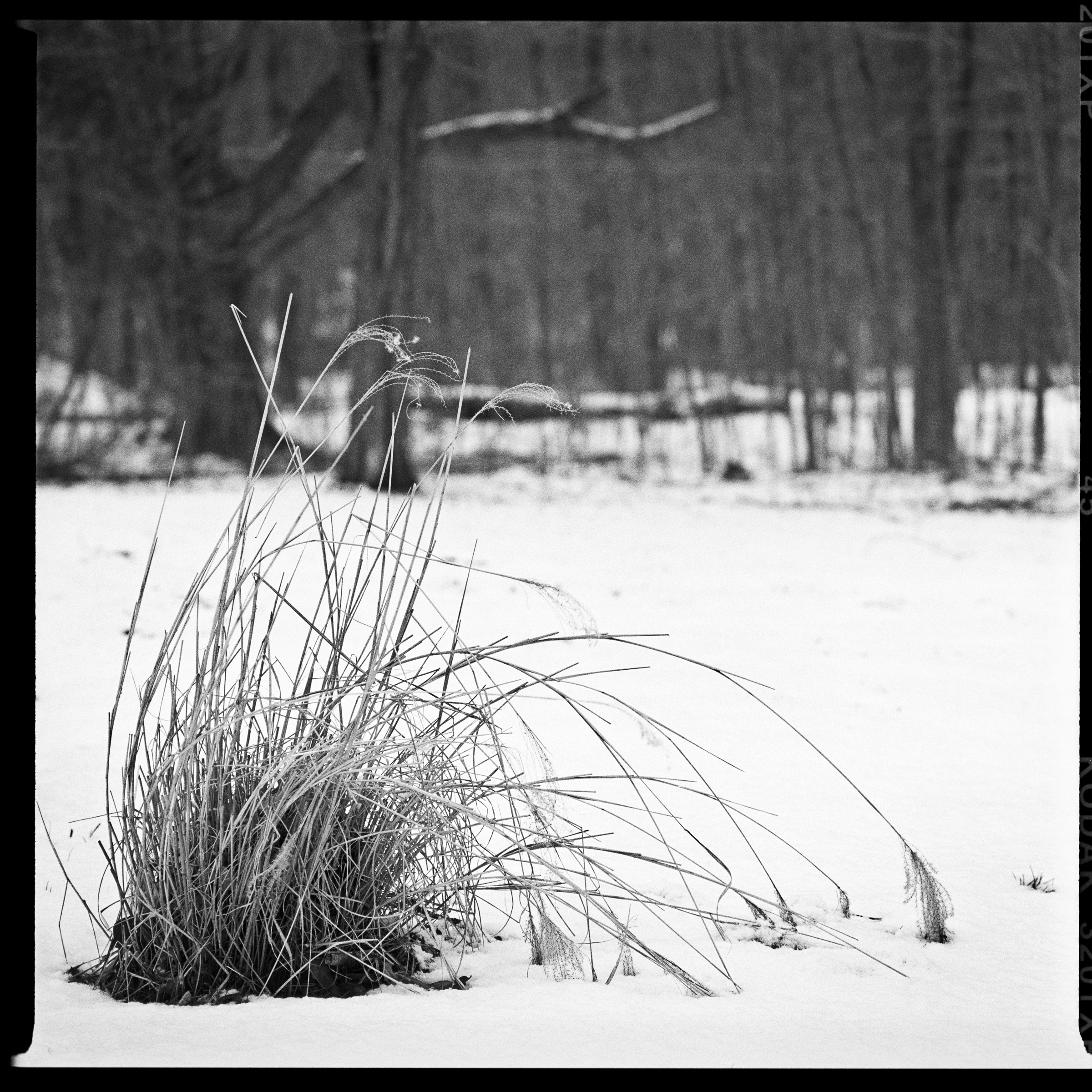 Black and white photo of a clump of grass in a snowy field, with woods in the background