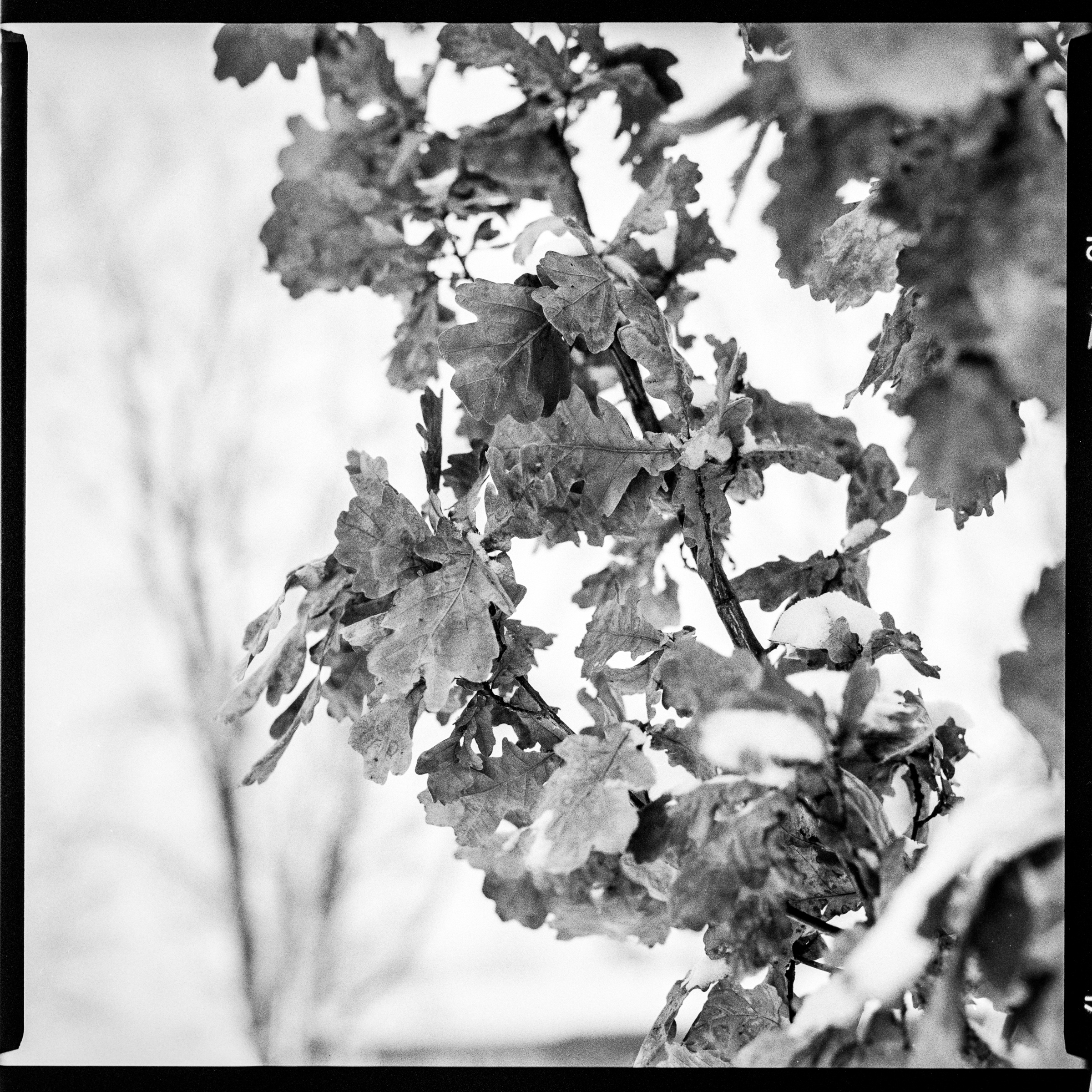 Black and white photo of oak leaves lined with frost against a white snowy background