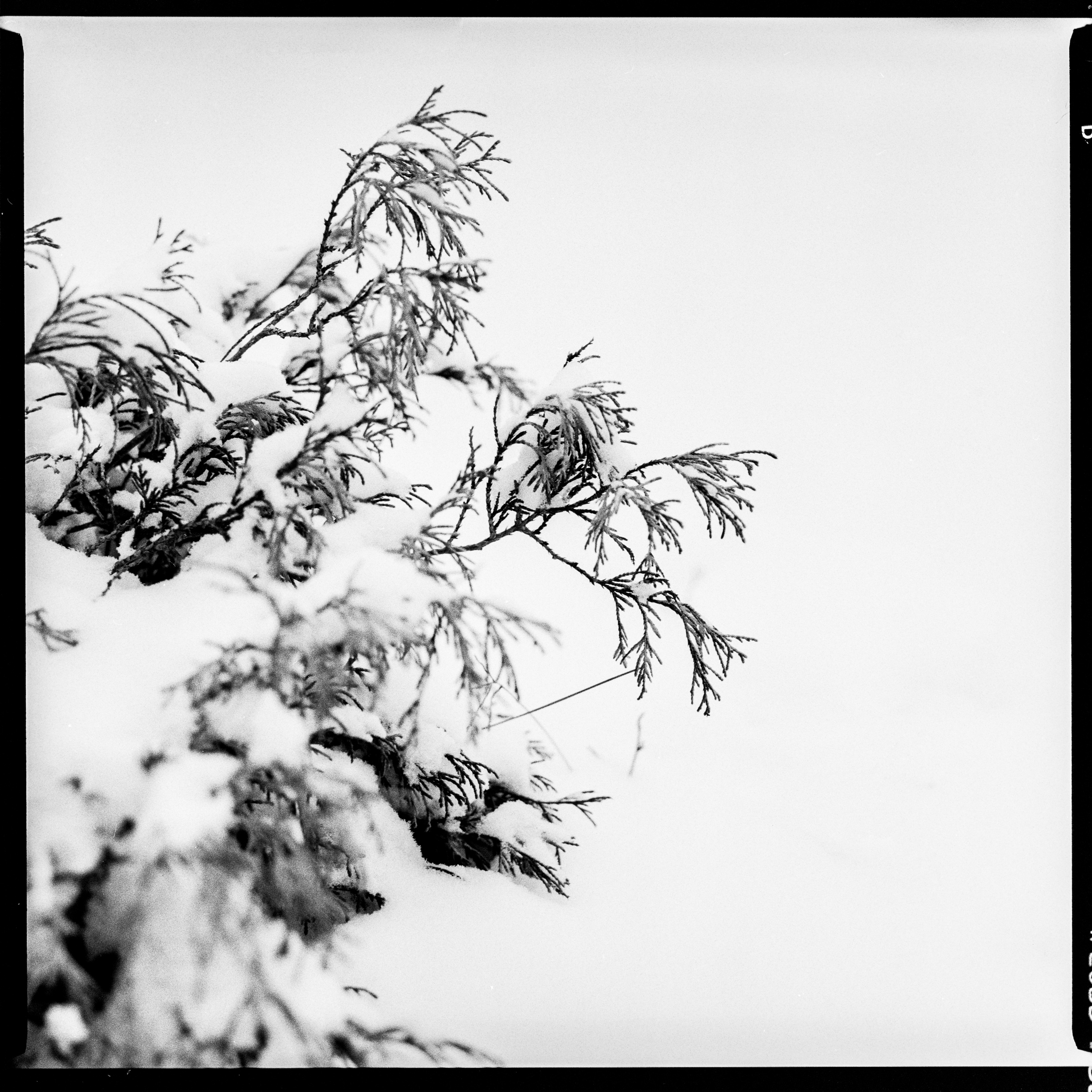 Black and white photo of juniper twigs against a snowy background