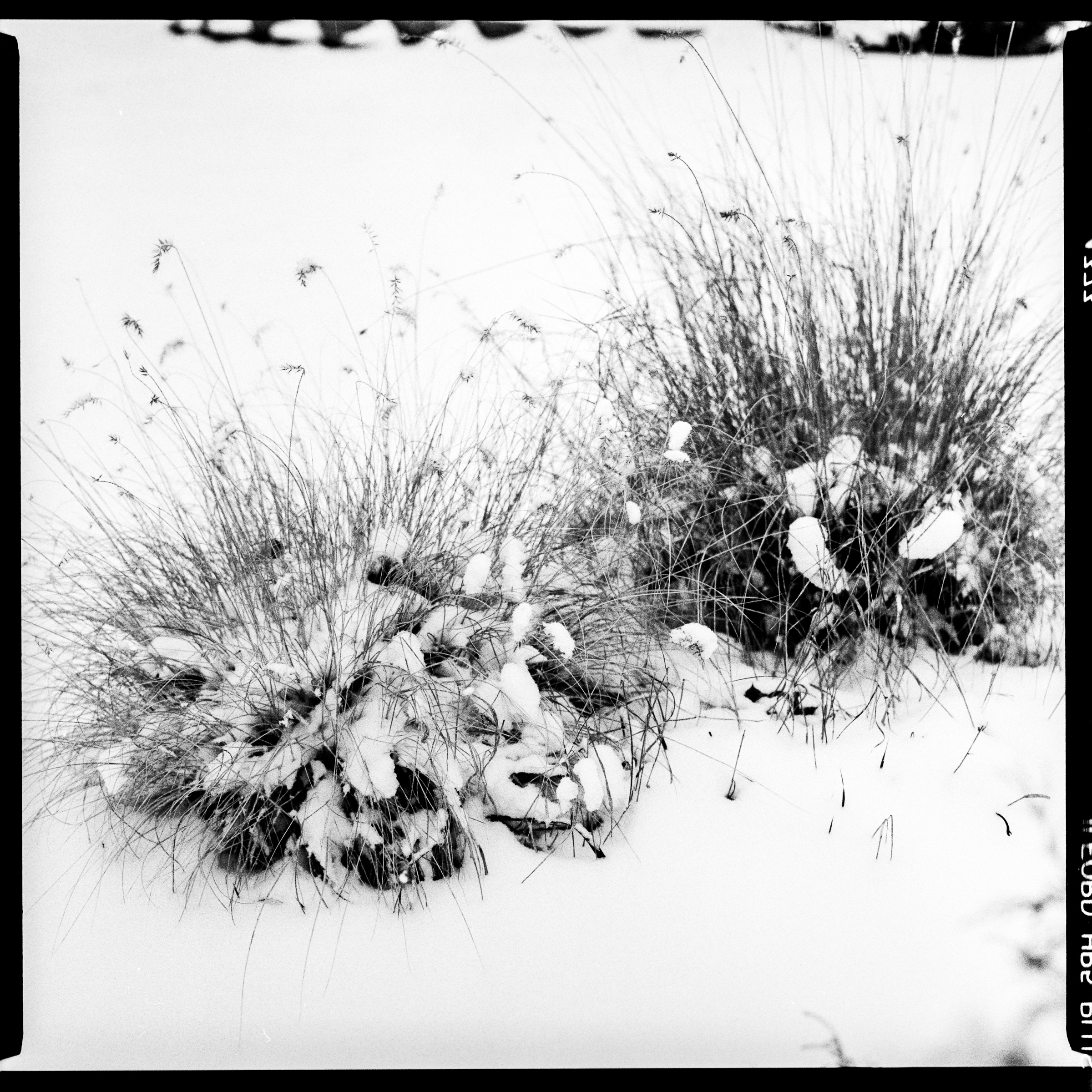 Black and white photo of two clumps of grass in a snowy field