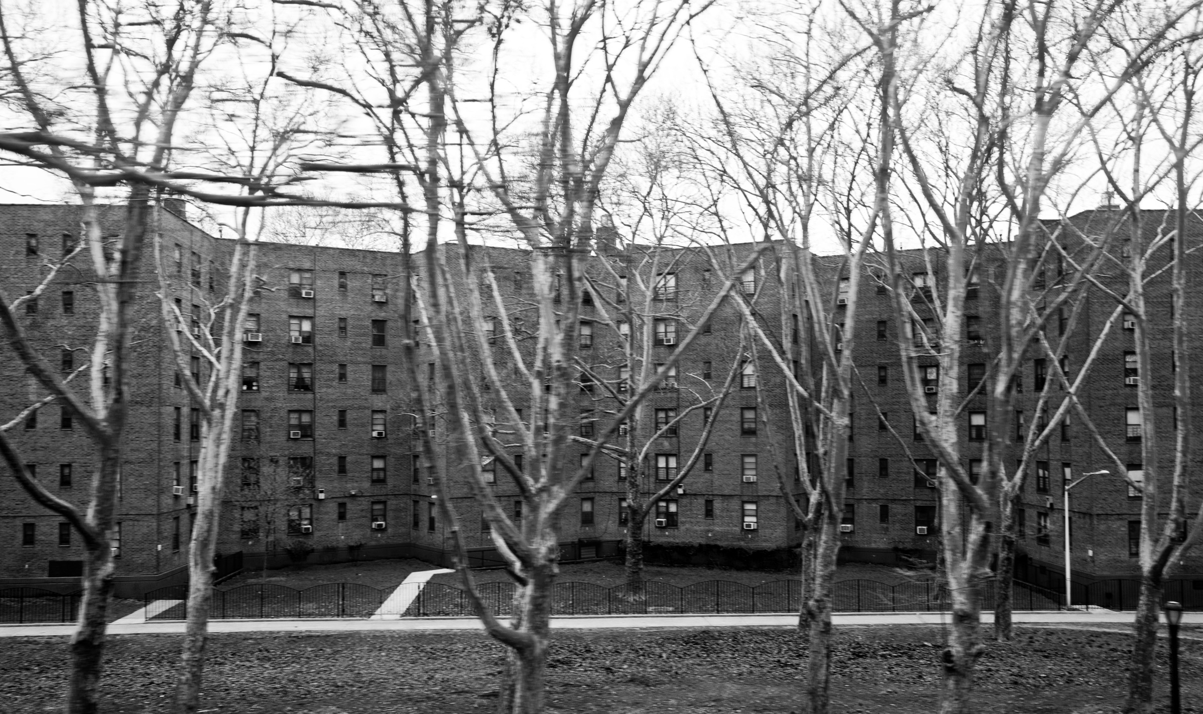 Black and white rectangular photo of a white-barked aspen trees in front of a New York housing project.