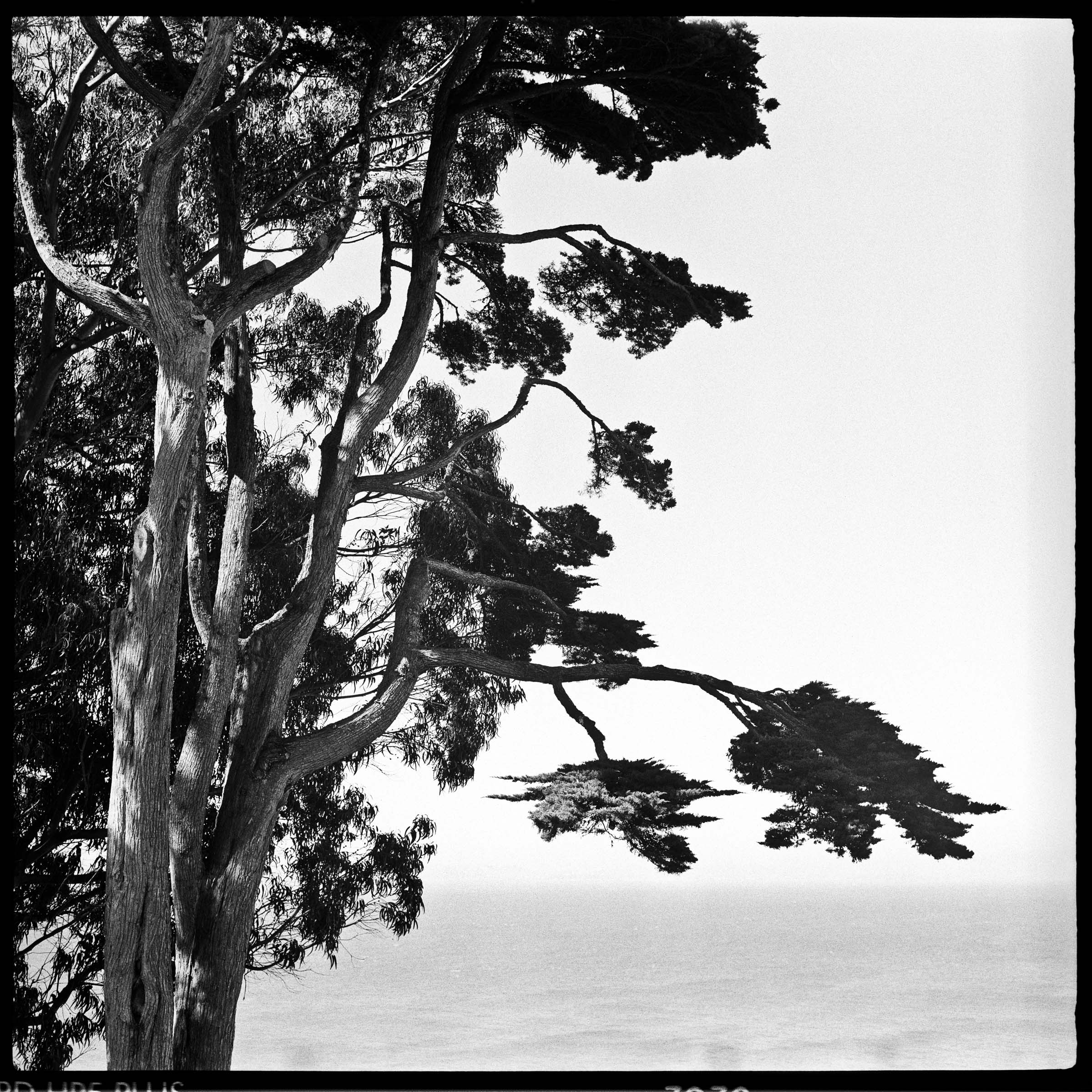 Black and white square photo of a Monterey cypress tree, with the ocean in the background.