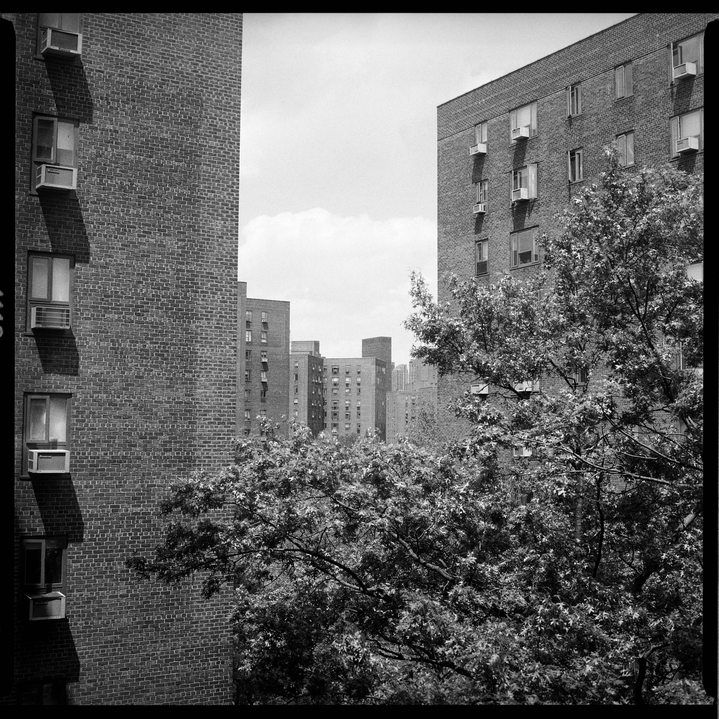 Black and white square photo of a tree in an urban apartment complex courtyard. This is Stuyvesant Town where I lived until last year.