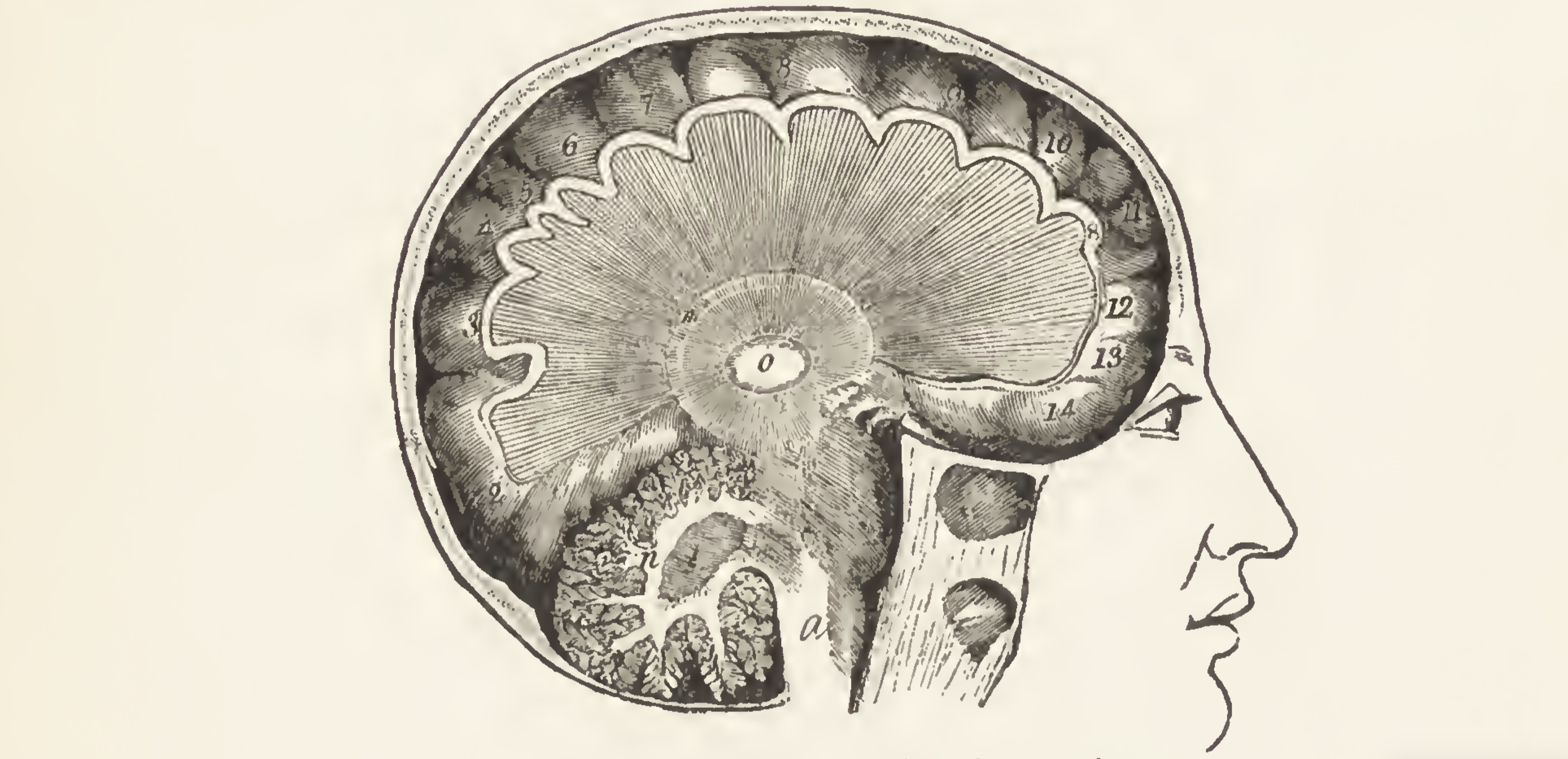Black-and-white illustration of cross-section of brain.