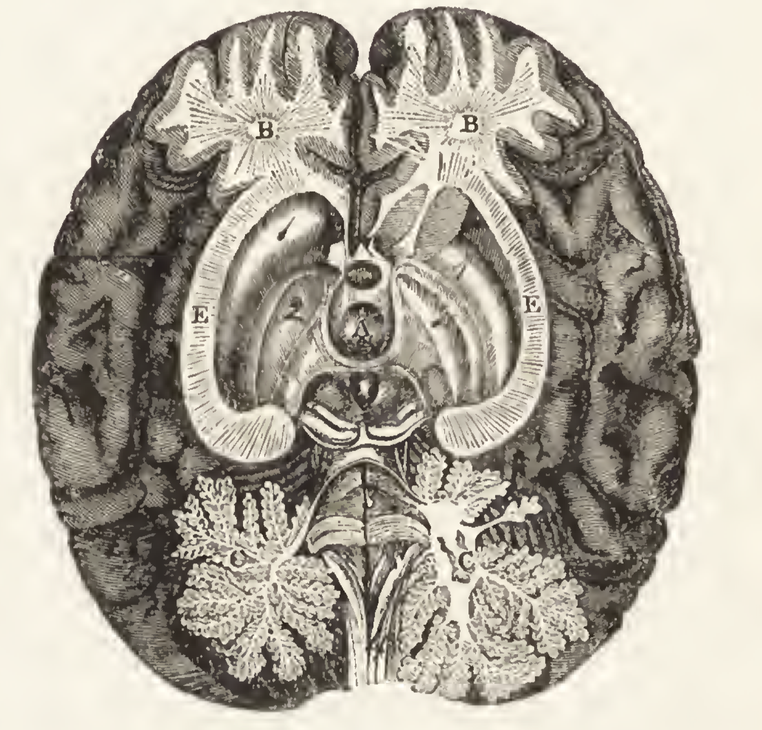 Black-and-white illustration of cross-section of brain.