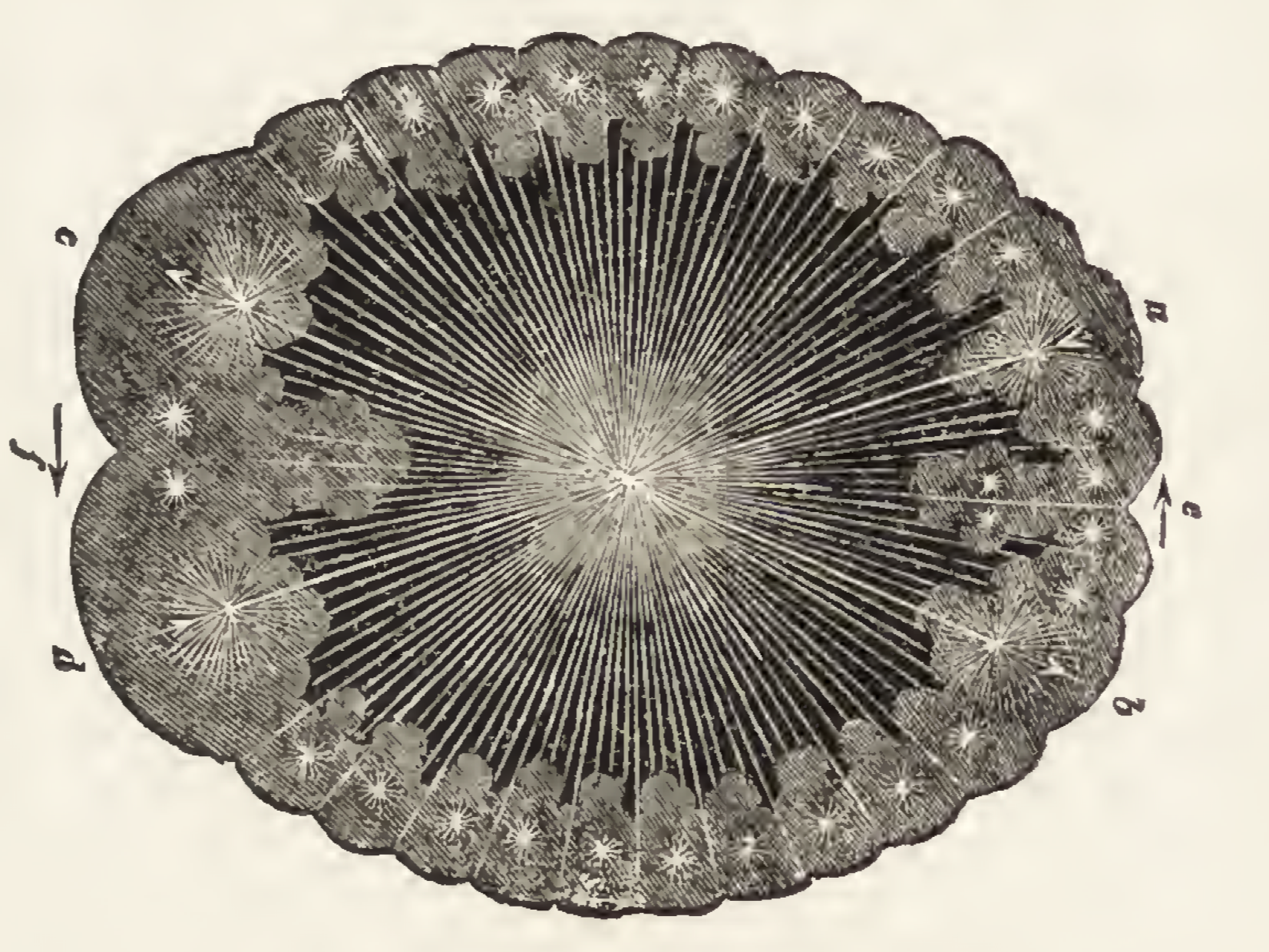 Black-and-white illustration of cross-section of brain with starburst pattern drawn from the center.