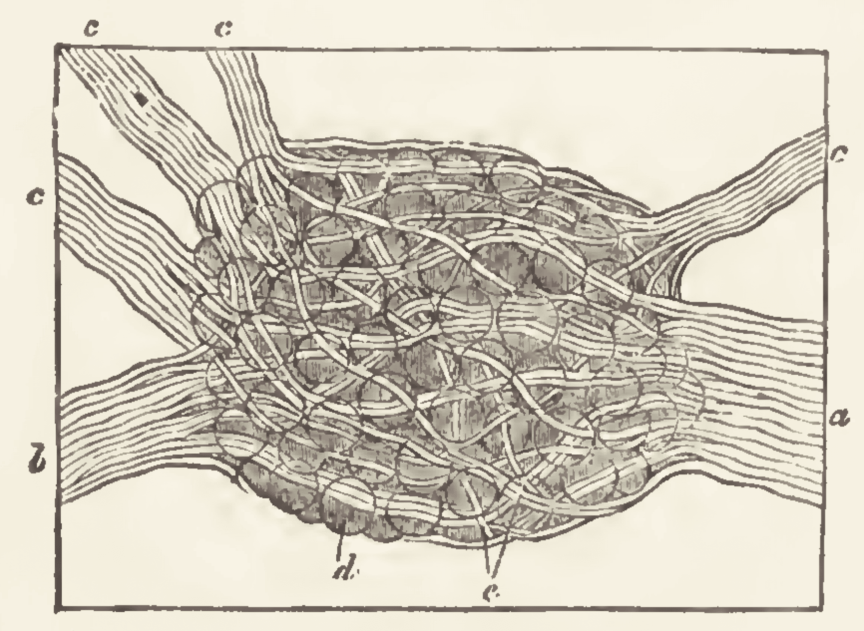 Black-and-white illustration of cross-section of a neuron. Its central body contains bubbles or balls. White lines twist among the balls and spread outward into bundles of filaments leading to the edge of the image. This and many other illustrations are from a 19th Century book titled “The principles of light and color”.